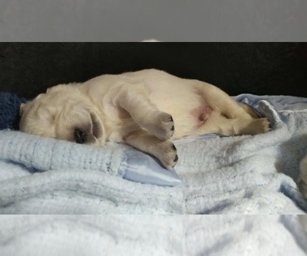 Medium Photo #76 English Cream Golden Retriever Puppy For Sale in NORTHWOOD, OH, USA