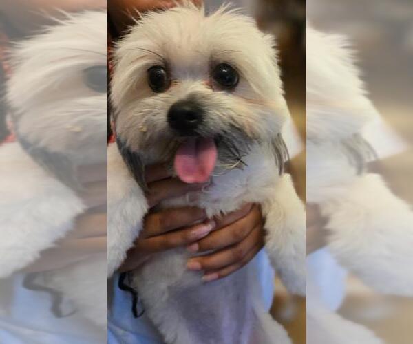 Medium Photo #3 Shih Tzu Puppy For Sale in San Antonio, TX, USA