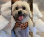 Small #2 Shih Tzu