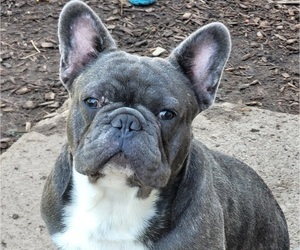 French Bulldog Puppy for sale in SPRINGFIELD, OR, USA