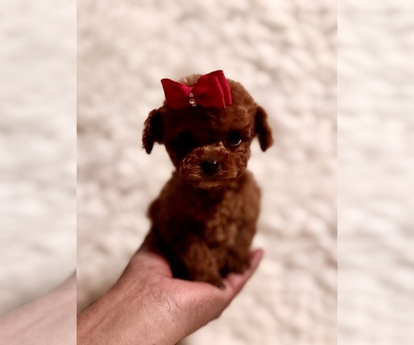 Medium Photo #1 Poodle (Toy) Puppy For Sale in REDLANDS, CA, USA