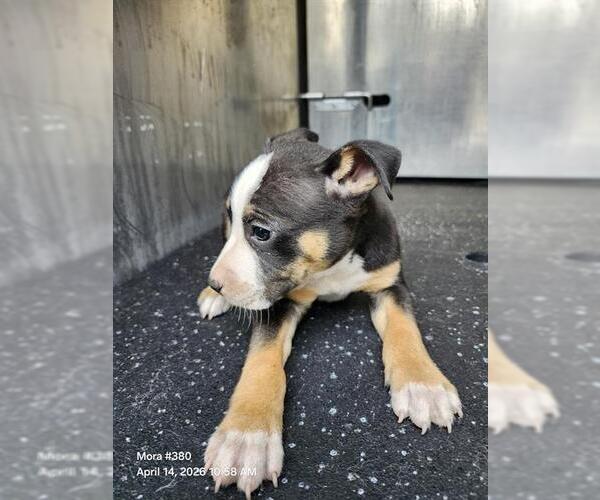 Medium Photo #1 American Staffordshire Terrier-Unknown Mix Puppy For Sale in San Antonio, TX, USA