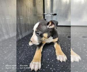 American Staffordshire Terrier-Unknown Mix Dogs for adoption in San Antonio, TX, USA