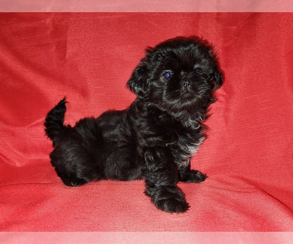 Medium Photo #1 Shih Tzu Puppy For Sale in SAVANNAH, TN, USA