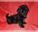 Small Photo #1 Shih Tzu Puppy For Sale in SAVANNAH, TN, USA