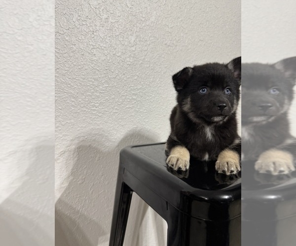 Medium Photo #3 Pomsky Puppy For Sale in DAVENPORT, FL, USA