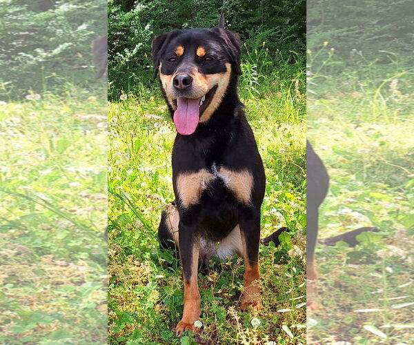 Medium Photo #2 Mutt Puppy For Sale in Wetumpka, AL, USA