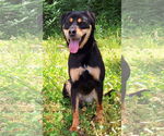 Small #1 Mutt