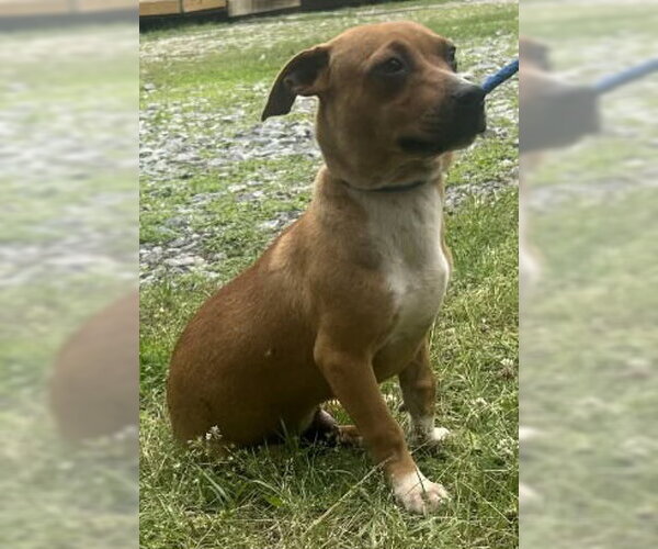 Medium Photo #3 Mutt Puppy For Sale in Wetumpka, AL, USA