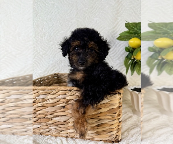 Medium Photo #5 Cock-A-Poo Puppy For Sale in GREENFIELD, IN, USA