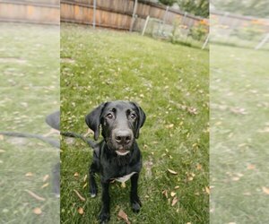 Medium Labrador Retriever Mix