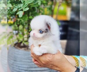 Pomeranian Puppy for sale in BOSTON, MA, USA