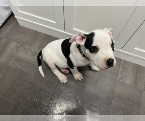 American Pit Bull Terrier Dogs for adoption in WILLIAMSTOWN, KY, USA