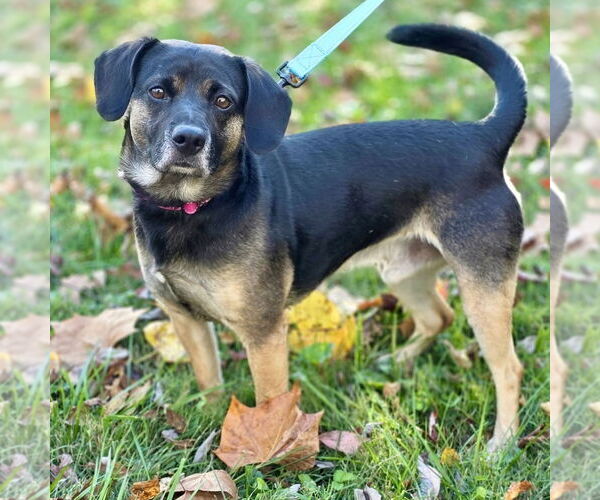 Medium Photo #2 Raggle Puppy For Sale in Batavia, OH, USA