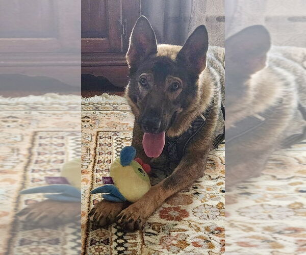 Medium Photo #16 German Shepherd Dog-Unknown Mix Puppy For Sale in Brewster, NY, USA