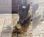 Small #15 German Shepherd Dog Mix