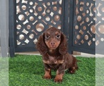 Small #2 Dachshund
