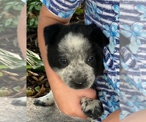Australian Cattle Dog Puppy for sale in DOWNING, WI, USA