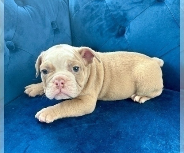 Medium Photo #6 English Bulldog Puppy For Sale in TUCSON, AZ, USA