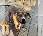 Small #8 American Pit Bull Terrier Mix