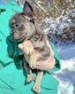 Small Photo #27 French Bulldog Puppy For Sale in MARYSVILLE, WA, USA