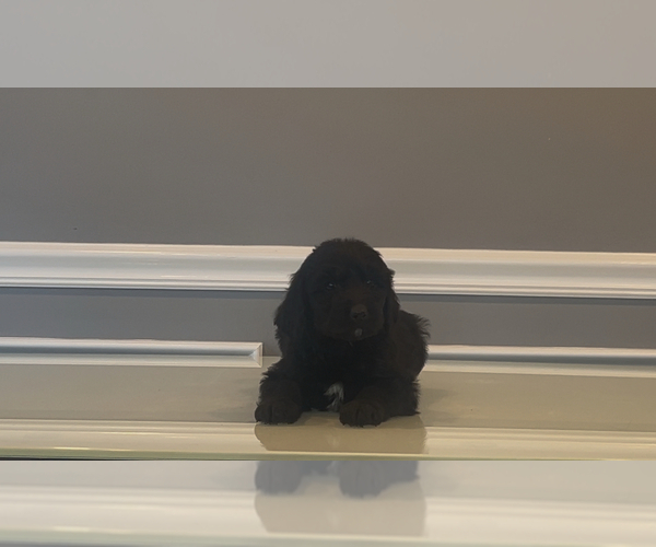 Medium Photo #32 Bernedoodle-Labradoodle Mix Puppy For Sale in MILFORD, NJ, USA