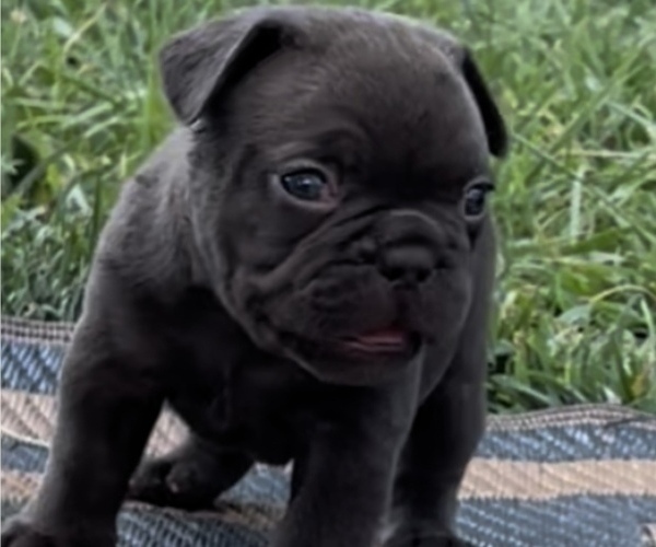 Medium Photo #3 French Bulldog Puppy For Sale in BRUNSWICK, MO, USA