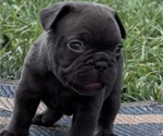 Small Photo #3 French Bulldog Puppy For Sale in BRUNSWICK, MO, USA