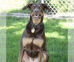 Small #2 Doberman Pinscher Mix