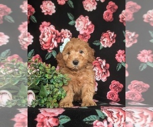 Goldendoodle (Miniature) Puppy for sale in CHRISTIANA, PA, USA