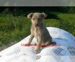 Small Photo #5 German Shepherd Dog Puppy For Sale in PIEDMONT, MO, USA