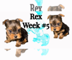 Small #3 Yorkshire Terrier