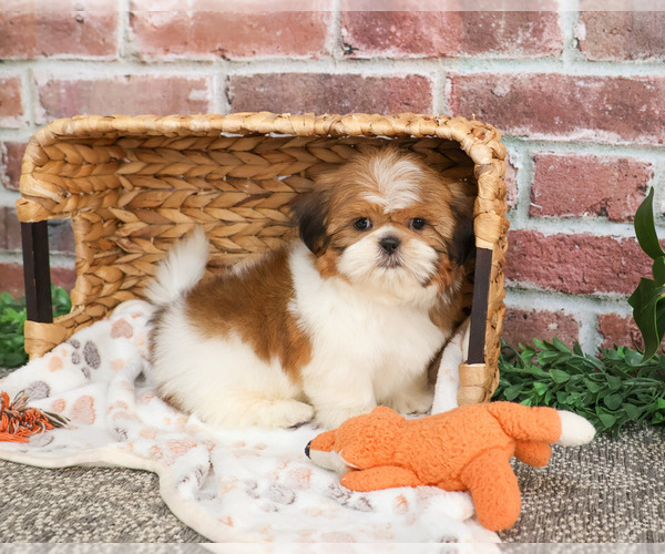 Medium Photo #6 Shih Tzu Puppy For Sale in SYRACUSE, IN, USA