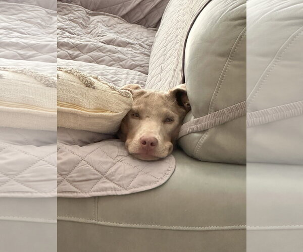 Medium Photo #8 Labrador Retriever-Whippet Mix Puppy For Sale in Columbus, IN, USA