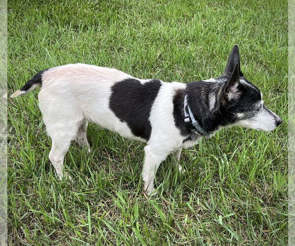 Medium Photo #10 Rat Terrier Puppy For Sale in Atlanta, GA, USA