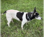 Small #9 Rat Terrier