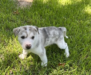Catahoula Leopard Dog-Siberian Husky Mix Puppy for sale in LINDALE, TX, USA