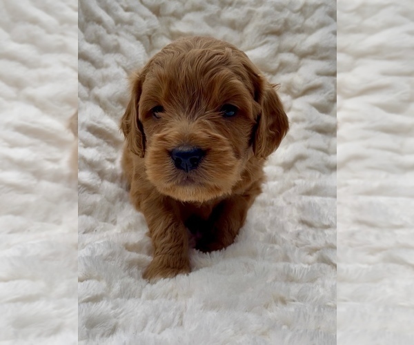 Medium Photo #3 Goldendoodle (Miniature) Puppy For Sale in RANDOLPH, WI, USA