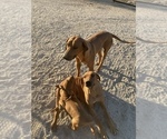 Small Photo #95 Rhodesian Ridgeback Puppy For Sale in MORONGO VALLEY, CA, USA