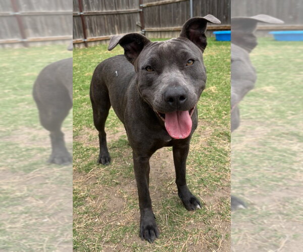 Medium Photo #2 Mutt Puppy For Sale in Great Bend, KS, USA