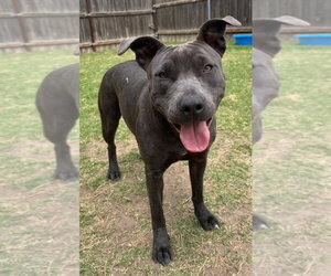 Stormi - Female Mutt Dog for Adoption - Photo #2