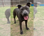 Small #1 Mutt