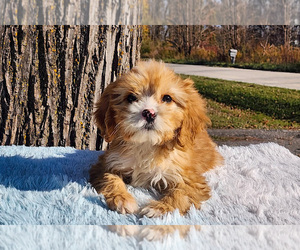 Medium Cavapoo-Poodle (Standard) Mix