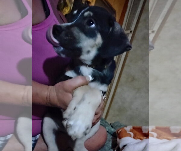 Medium Photo #2 Staffordshire Bull Terrier-Unknown Mix Puppy For Sale in The Woodlands, TX, USA