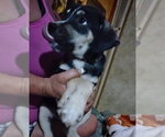 Small Photo #2 Staffordshire Bull Terrier-Unknown Mix Puppy For Sale in The Woodlands, TX, USA