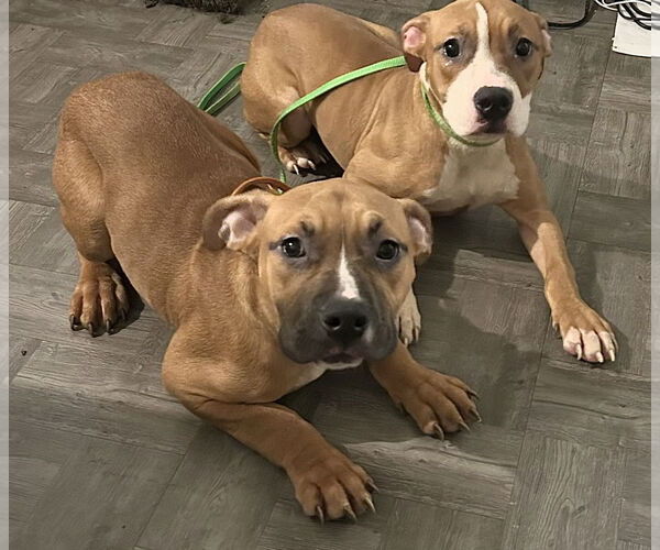 Medium Photo #4 American Pit Bull Terrier-Bulldog Mix Puppy For Sale in Staten Island, NY, USA