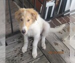 Small Photo #6 Collie Puppy For Sale in WILMINGTON, NC, USA