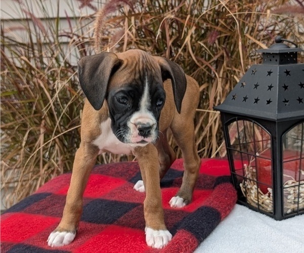 Medium Photo #34 Boxer Puppy For Sale in GOSHEN, IN, USA