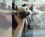 Small Photo #4 French Bulldog Puppy For Sale in NEW WAVERLY, TX, USA