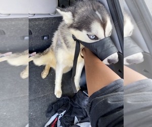 Siberian Husky Puppy for sale in N CHESTERFLD, VA, USA